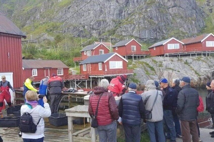 Lofoten Highlights Tour: Reine, Hamnøy & Å from Svolvær 5