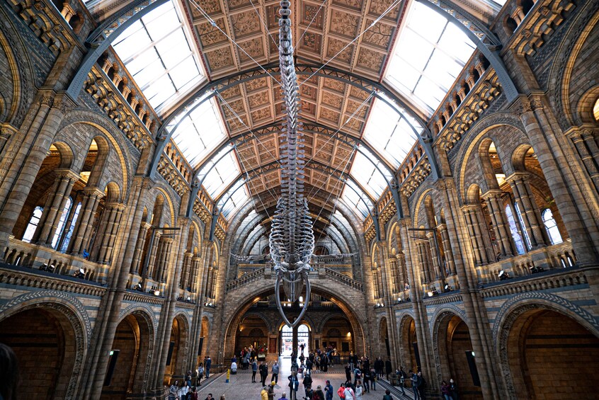 The Natural History Museum Guided Tour 3
