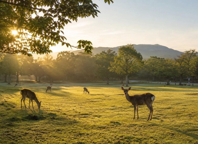 Picture 6 for Activity Nara Before the Crowds: Private Morning Walk 4