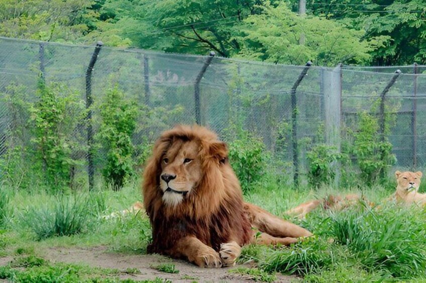 A lion lying on the ground with a fence and greenery in the background. 3