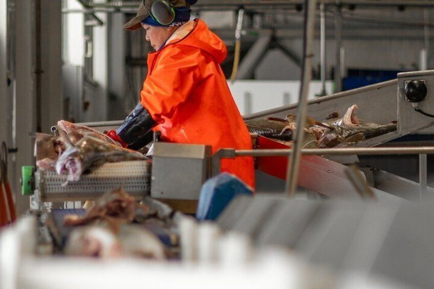 Guided Fish Factory Tour King Crab Tasting Included 5
