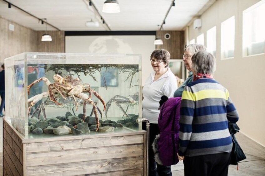 Guided Fish Factory Tour King Crab Tasting Included 1