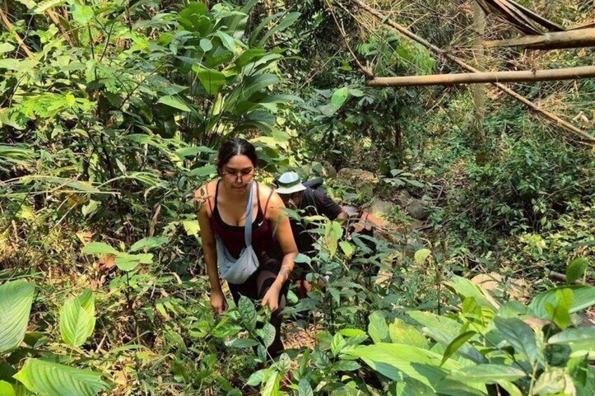 A person crouching among dense green foliage in a forested area. 2