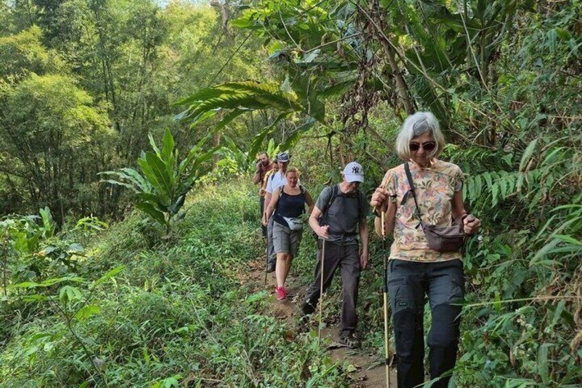 A group of people hiking through a dense, green forest. 5