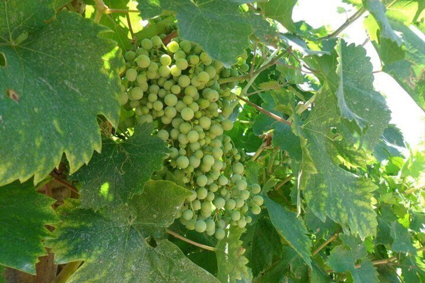 Half Day Tour in Prosecco and Amarone with Wine Tasting 2