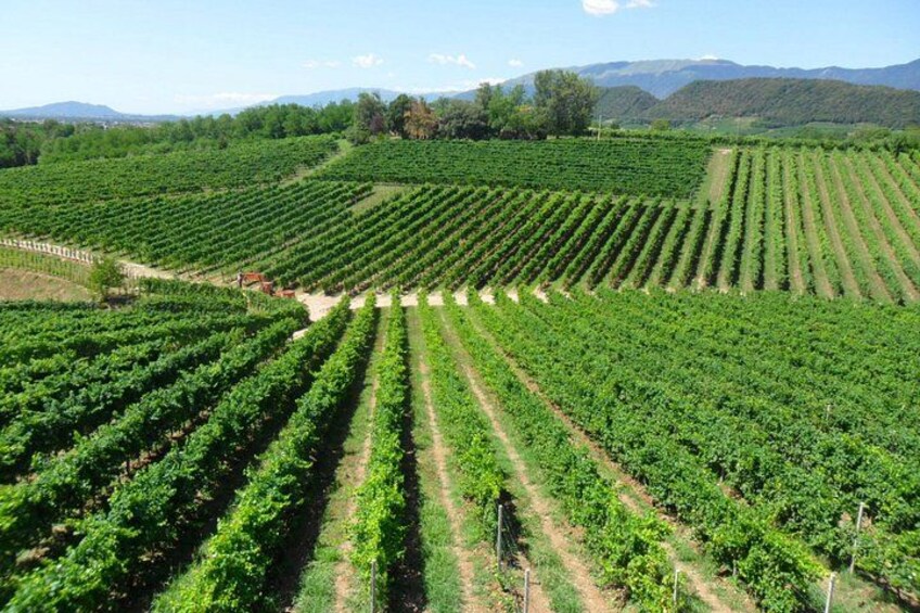 A vineyard with rows of grapevines. 2