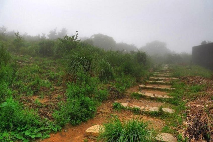 A foggy path with stone steps surrounded by greenery. 4