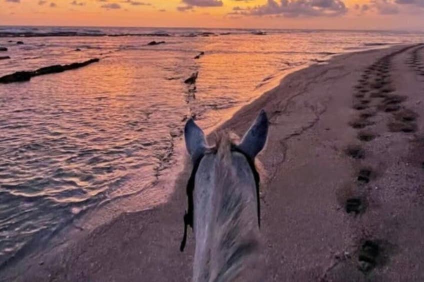 A horse's head and ears, a sandy beach, and the ocean. 2