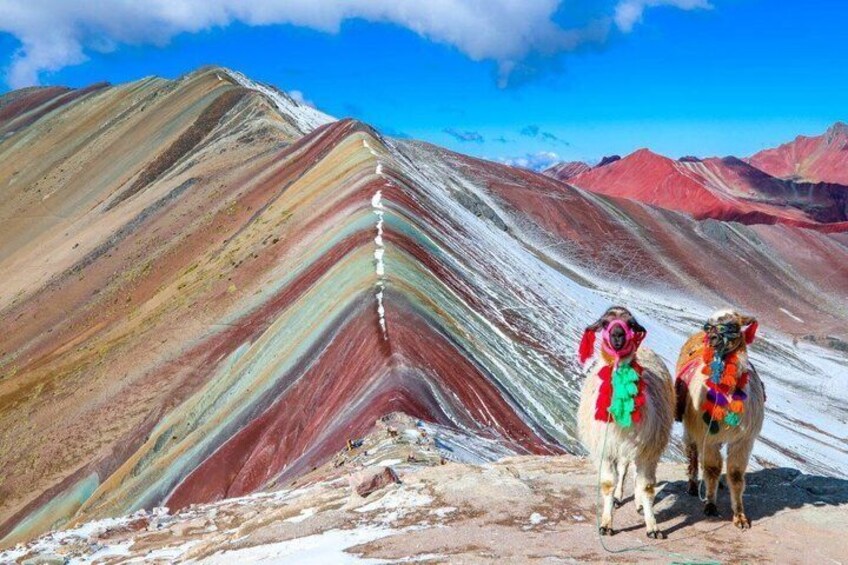 Two llamas on a colorful mountain ridge with a clear sky. 2