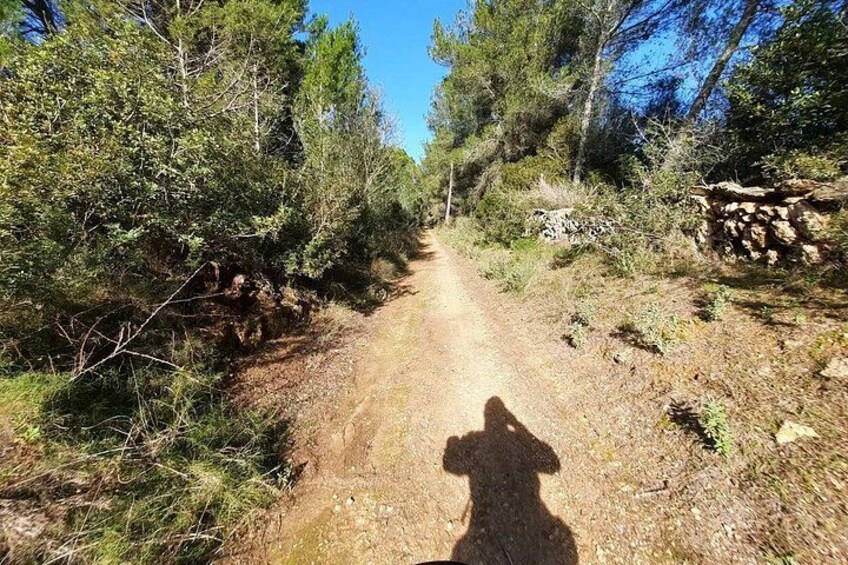 A dirt path surrounded by trees and vegetation. 1