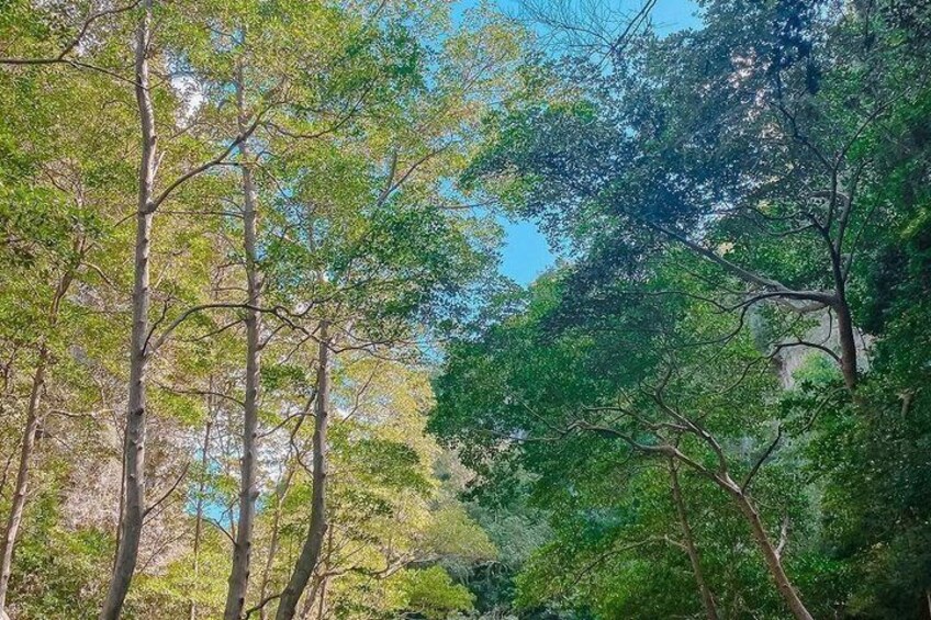 Los Haitises Half Day Trip for Nature Lovers 3