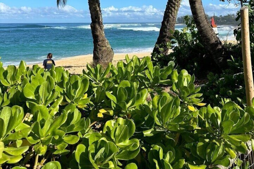 Oahu North Shore and East Shore Sightseeing Tour 4