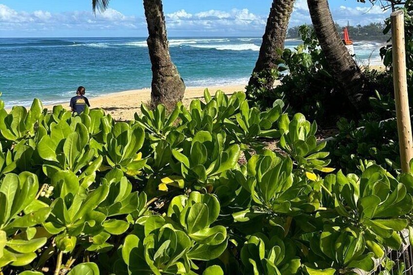 Oahu North Shore and East Shore Sightseeing Tour 4