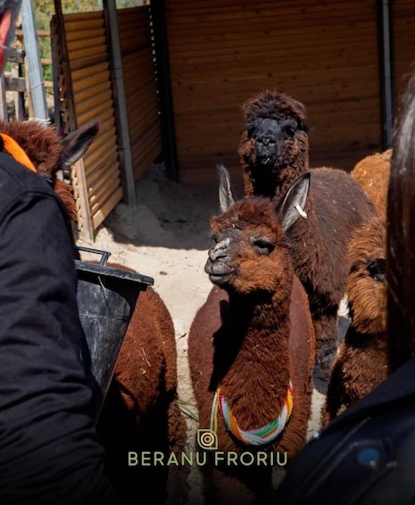 Alpacas in a pen with a person in a black jacket. 3