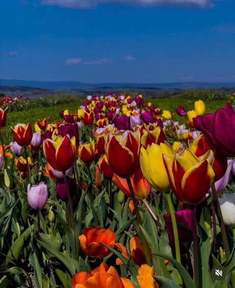 A field of tulips in various colors. 5
