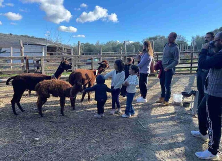 Picture 2 for Activity Turri: Guided Animal Park Tour with Alpaca Walk & Tasting 4