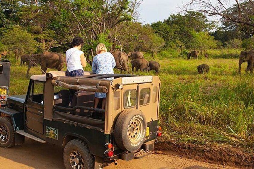 A safari vehicle with people observing elephants in a grassy field. 4