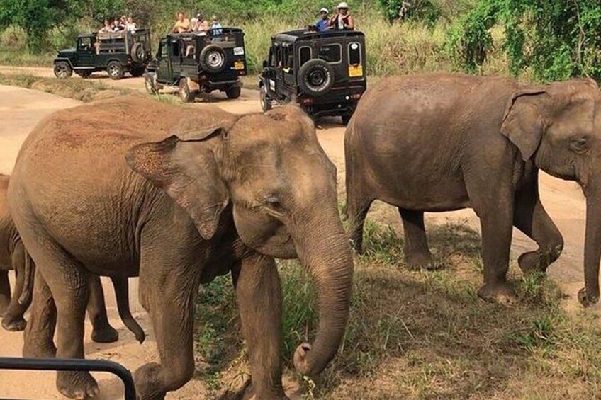 Elephants walking on a dirt road with vehicles in the background. 3