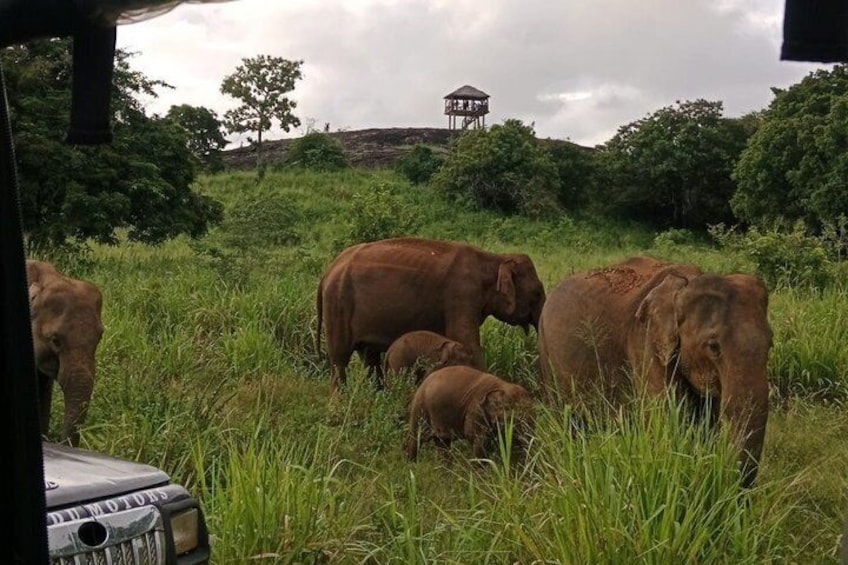 Elephants in a grassy field with a structure in the background. 5