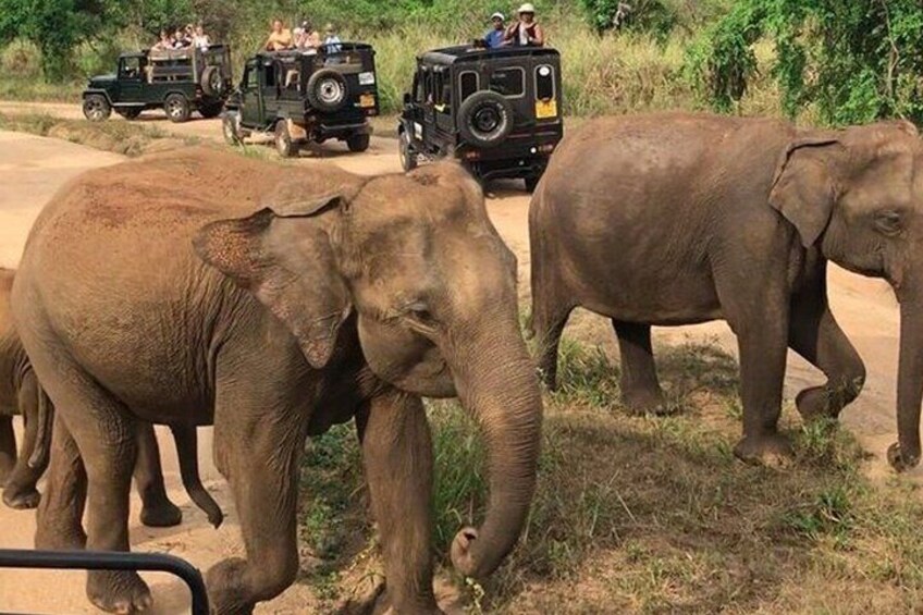 Elephants walking on a dirt road with safari vehicles in the background. 3