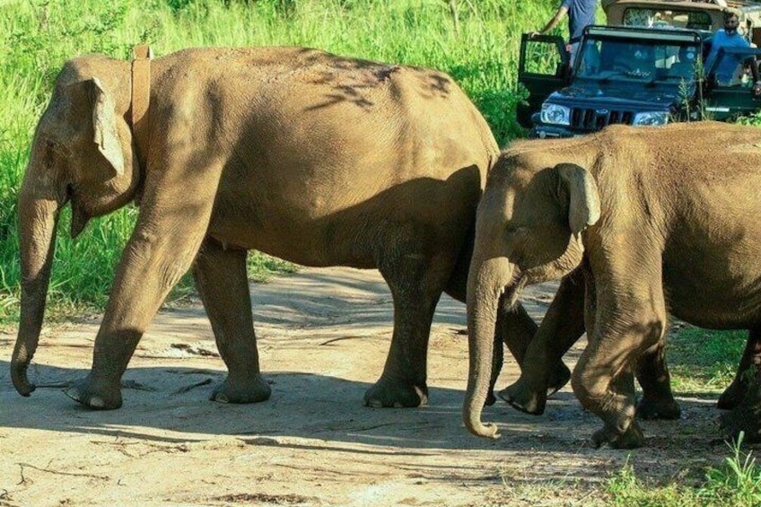 Polonnaruwa & Hurulu Eco Park Tour From Trincomalee 2