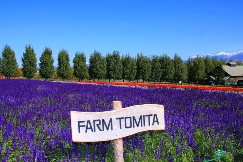 Bus Tour to Farm Tomita from Sapporo 2
