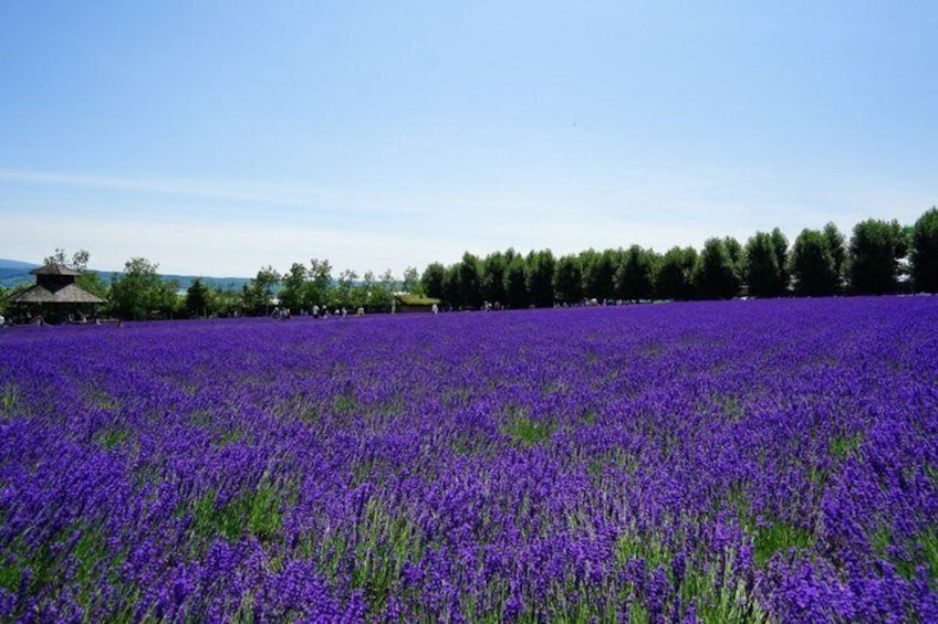 Bus Tour to Farm Tomita from Sapporo 4