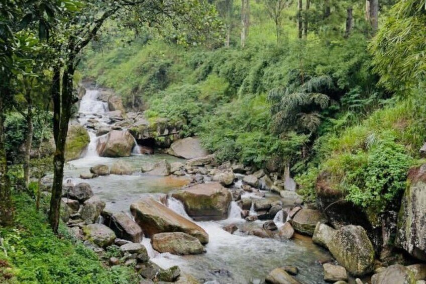 A forest stream with rocks and lush greenery. 4