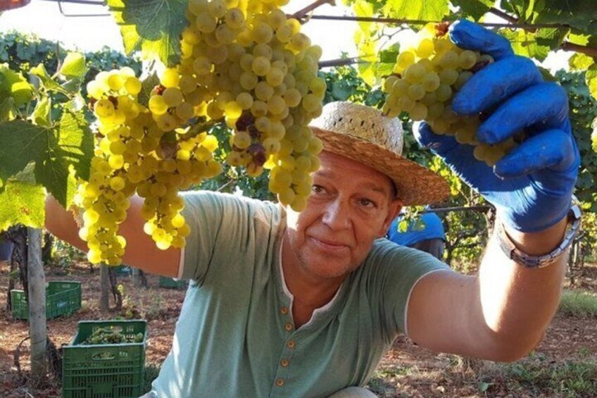 Private Bodega Tour XL Mallorca Wine Tasting in 3 Wineries 1