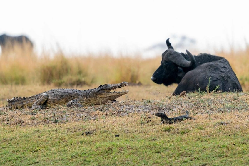 A crocodile and a buffalo in a grassy field. 1