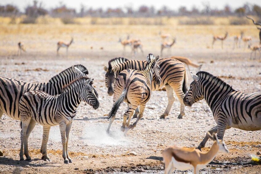 Zebras and antelopes in a dry, open landscape. 5