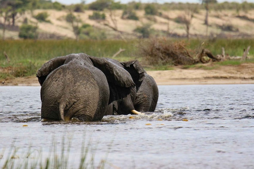Two elephants partially submerged in water with a dry riverbed and sparse vegetation in the background. 4