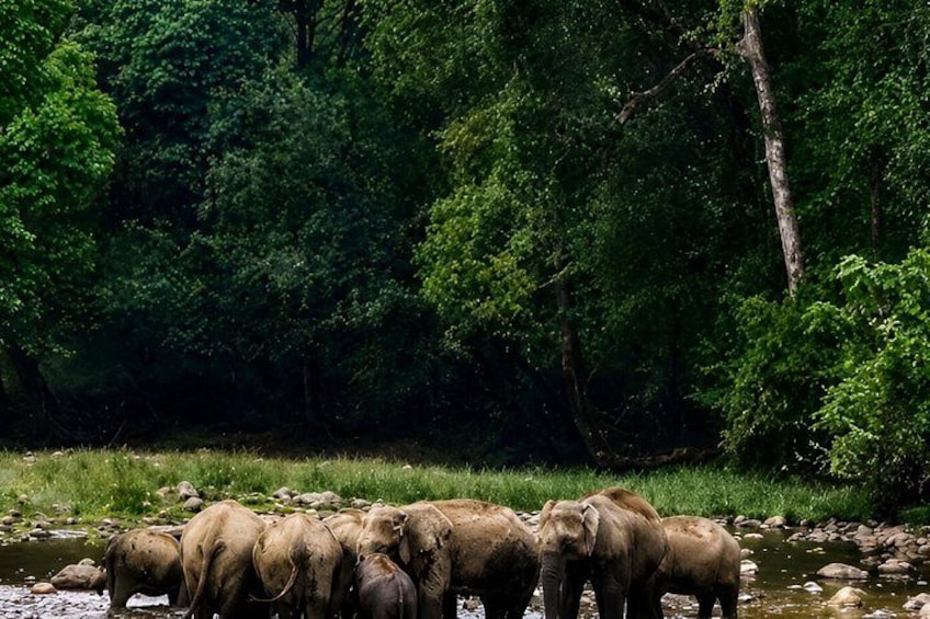 A group of elephants by a river in a forested area. 1