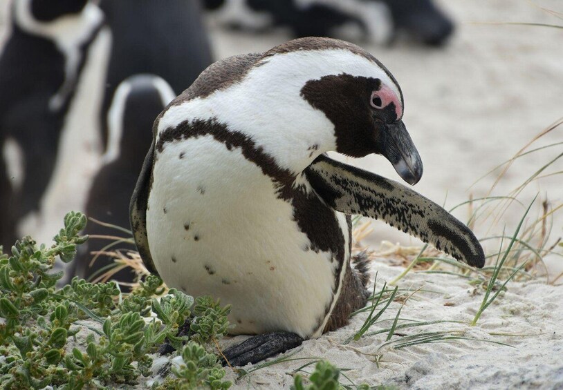 A penguin on sandy terrain with sparse vegetation. 2