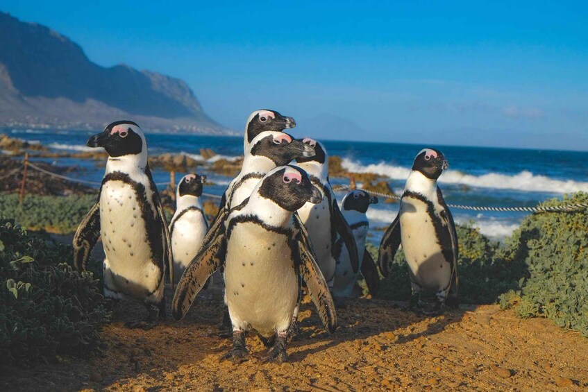 A group of penguins on a rocky beach with the ocean and a mountain in the background. 1