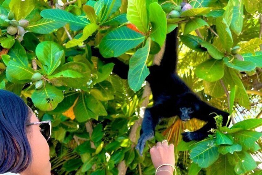 Panama Canal Animal Safari + Fruit Market 3