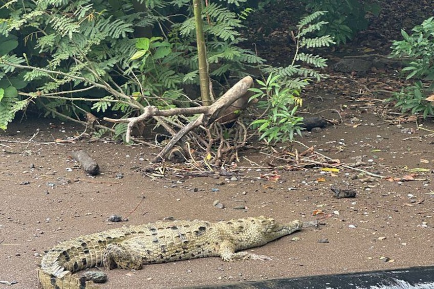 A crocodile lying on sandy ground with vegetation and a fallen tree in the background. 2