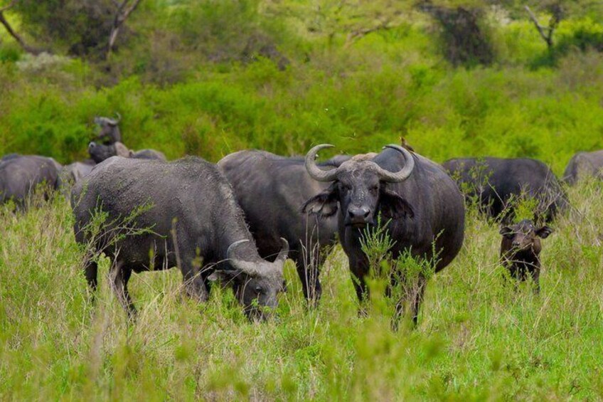 Ol Donyo Sabuk Machakos 4WD Group Tour from Nairobi 1