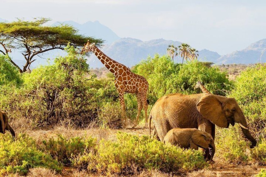 A giraffe and an elephant in a natural landscape with trees and mountains in the background. 4