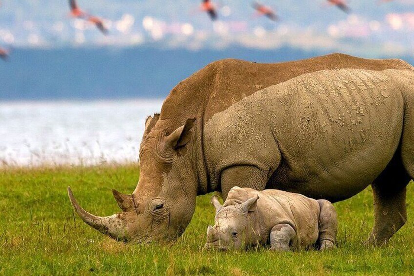 A rhinoceros grazing in a grassy field with a body of water and mountains in the background. 2