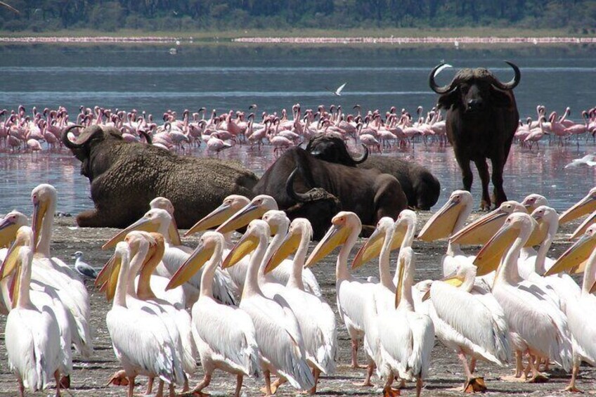 Pelicans, flamingos, and a buffalo by a water body. 1