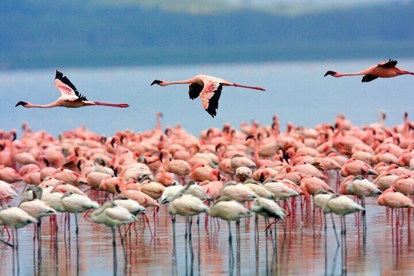 A large flock of flamingos in flight and standing in shallow water. 3