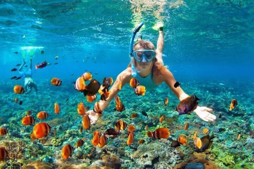 Snorkeling in the BVI Tortola 1