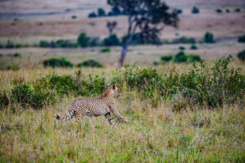 A cheetah running through a grassy field with sparse trees in the background. 3