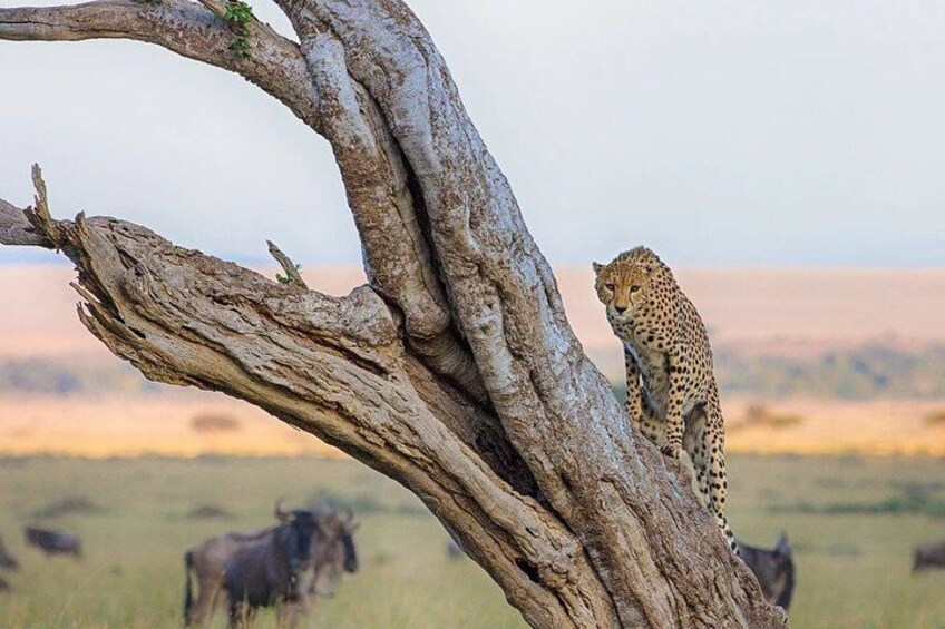 A cheetah perched on a tree branch in a savannah landscape with wildebeests in the background. 4