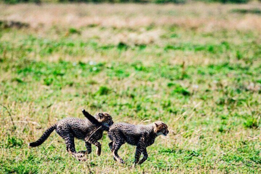 Two cheetahs walking in a grassy field. 5