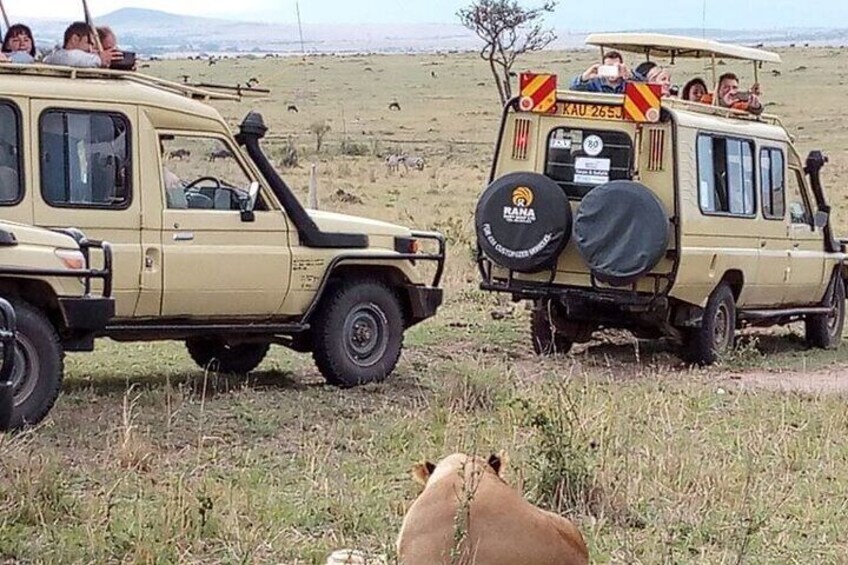 "Experience the heart-pounding excitement as lions linger near our tour jeeps, their golden coats glowing in the warm African sun 3