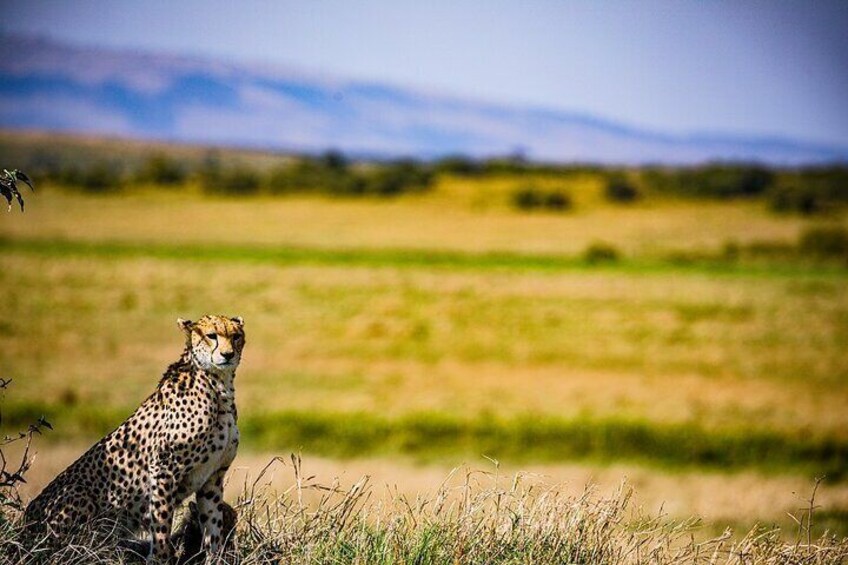 A cheetah in a grassy field with a blurred background of hills. 2