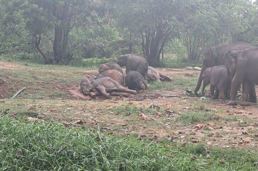 A group of elephants resting in a grassy area with trees in the background. 2