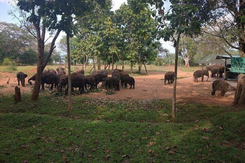 A group of elephants in a natural setting with trees and a dirt ground. 5
